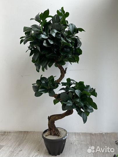 Фикус искусственный. Искусственные цветы