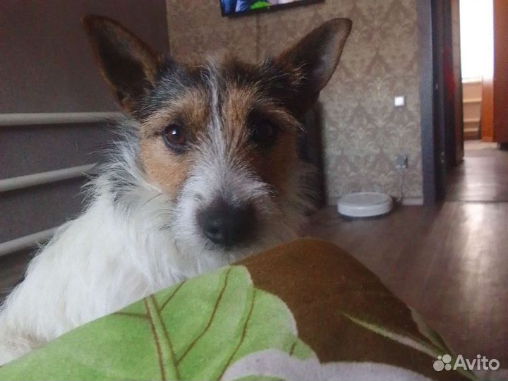 Джек Рассел терьер
