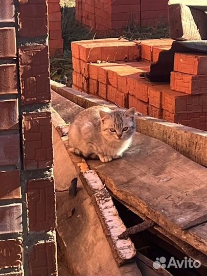 Котенок девочка 3 месяца