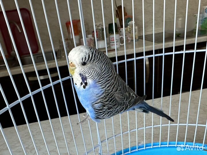 Попугай получех