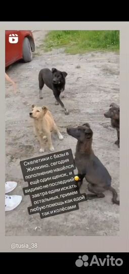 Скелетики с Жилкино ищут дом