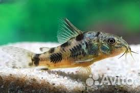 Сом коридорас крапчатый
