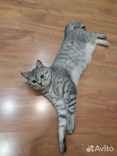 Шотландский кот