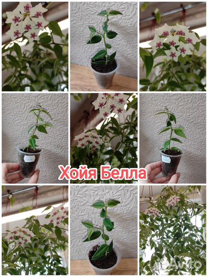 Хойя разные часть 1