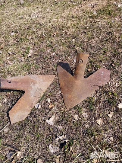 Лапа стрельчатая