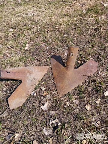 Лапа стрельчатая