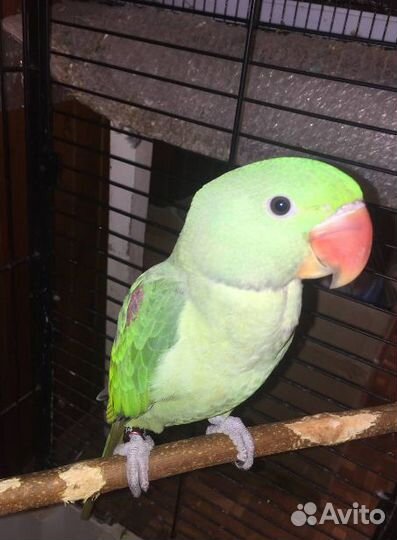 Александрийский попугай ручной