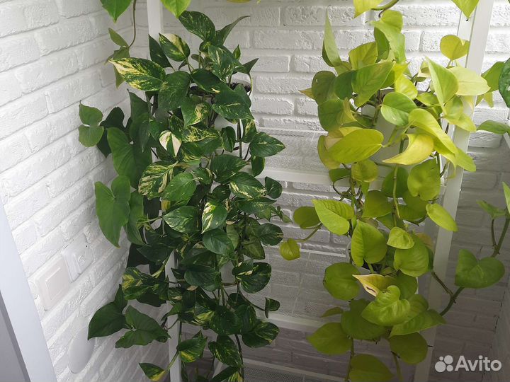 Сциндапсус вариегатный