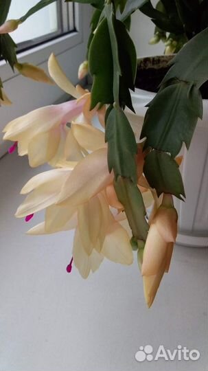 Шлюмбергер, Эпифиллум, Мамилярия