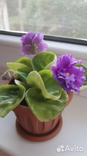 Фиалки и хавортия