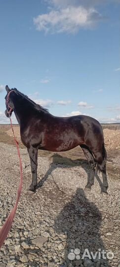 Конные прогулки