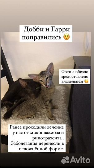 Практикующий ветврач и грумер. Выезд на дом