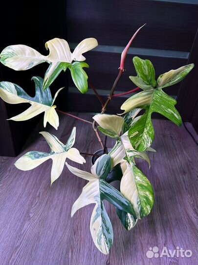 Филодендрон Меджик Маск