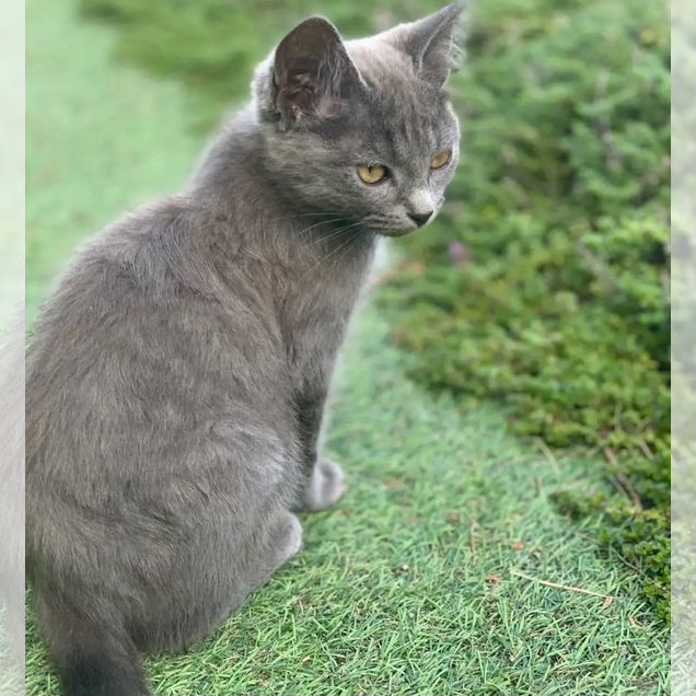 Русский голубой котёнок