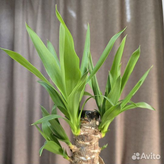 Пальма юкка в кашпо