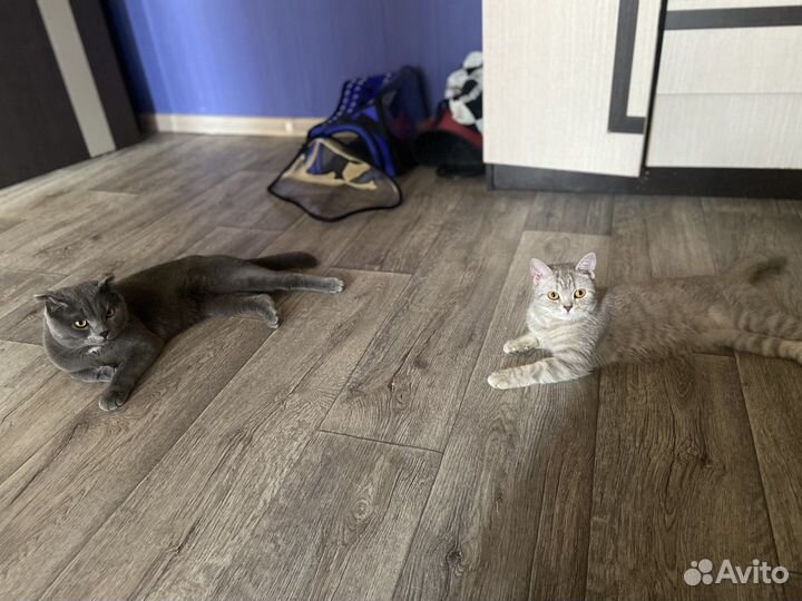 Британские котята