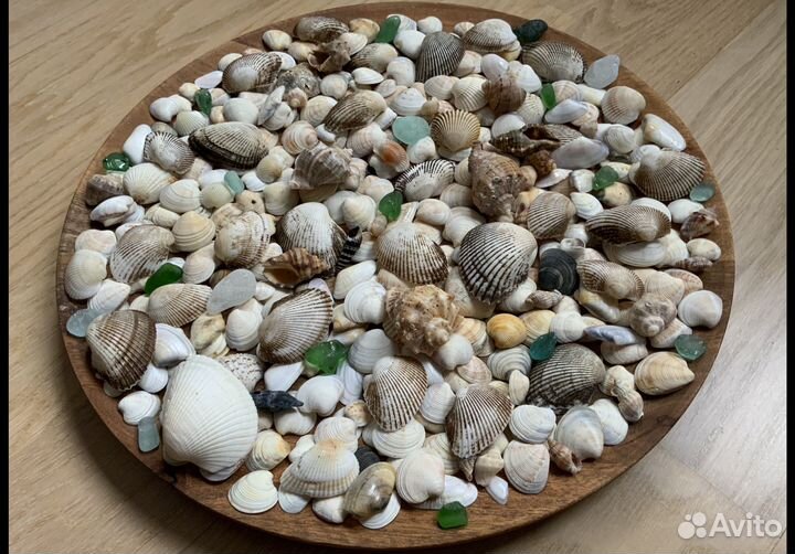 Ракушки морские