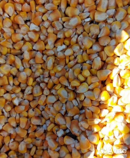 Соя, Просо корма