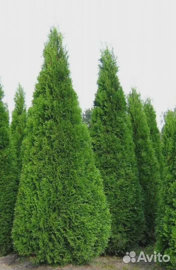 Туя 180см