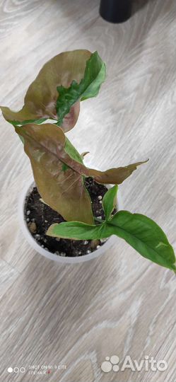 Сингониум Пинк бьюти