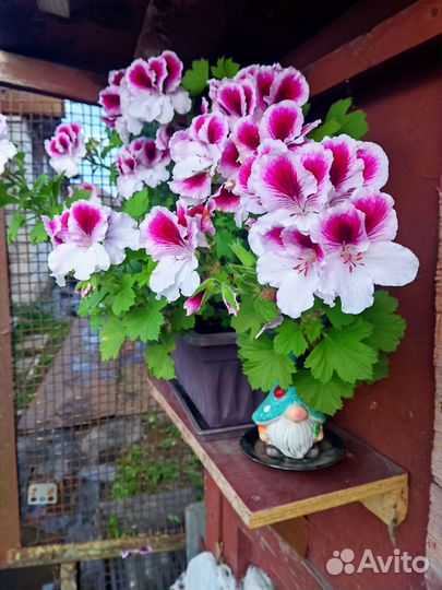 Герань королевская