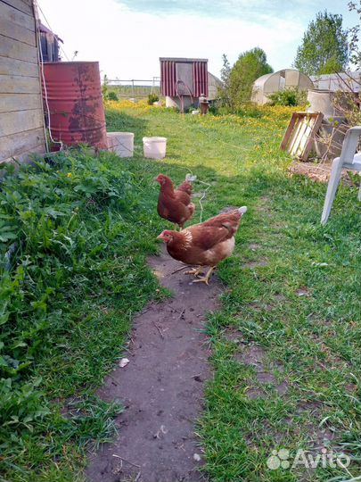 Куры несушки