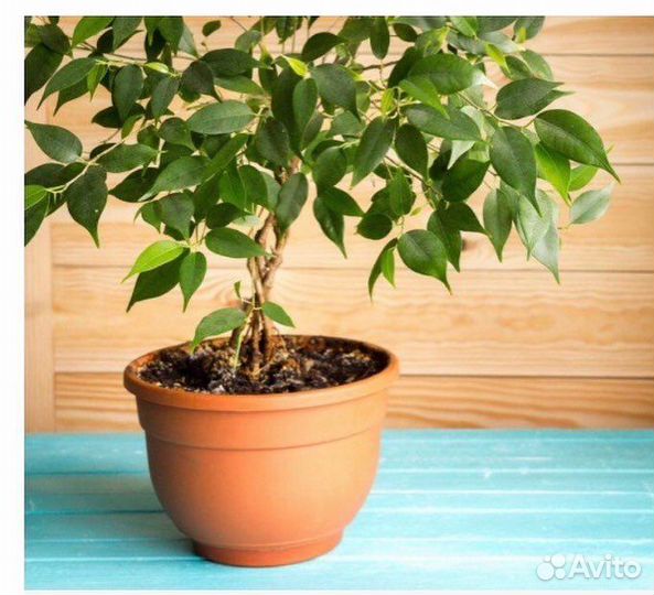 Комнатные цветы