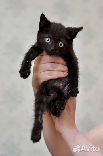 Котята ищут дом