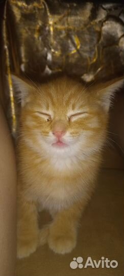 Рыжий котенок мальчик 3 месяца