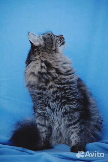 Особенный котик Серенький