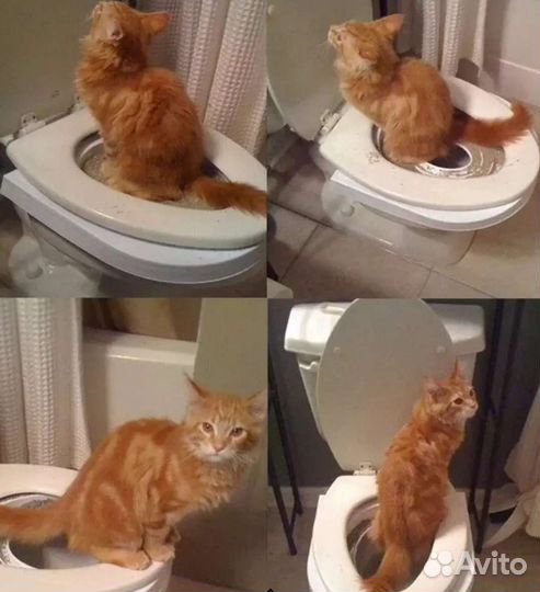 Система для приучения кошек к унитазу