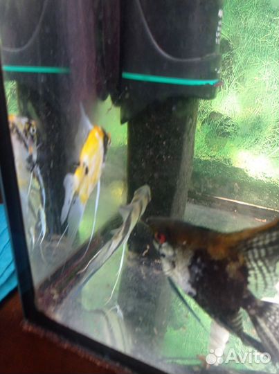 Аквариум
