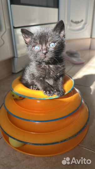 Черный котенок, девочка