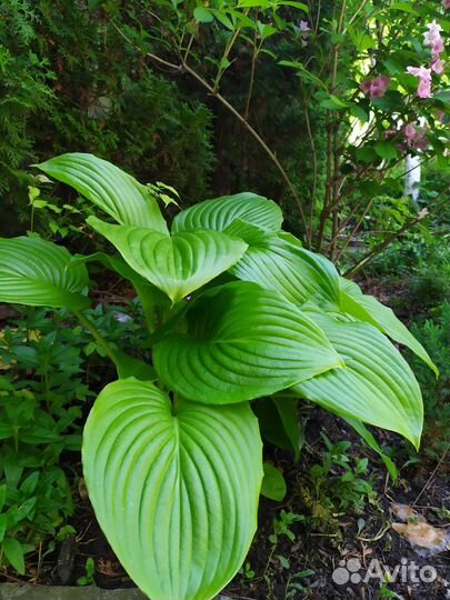 Хоста растение