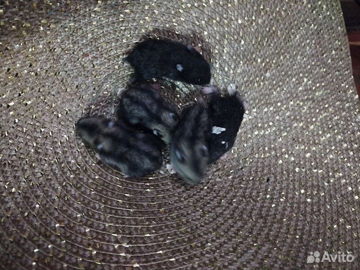 Джунгарские хомяки