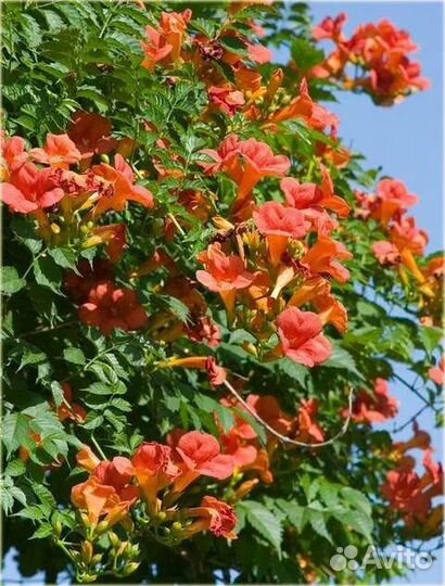 Лианы Кампсис и виноградовник,жимолость