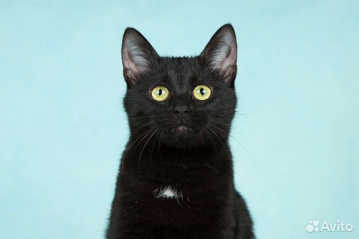 Кошка в добрые руки бесплатно