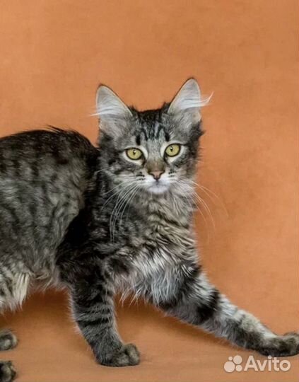 Пушистый Котенок из Донецка 3 мес. в дар