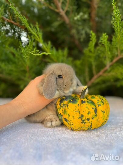 Карликовые кролики Mini Lop и др
