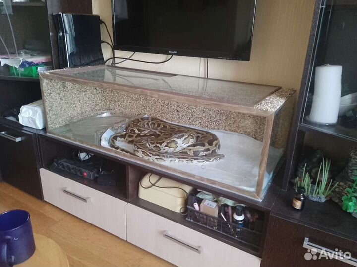 Террариум для рептилий
