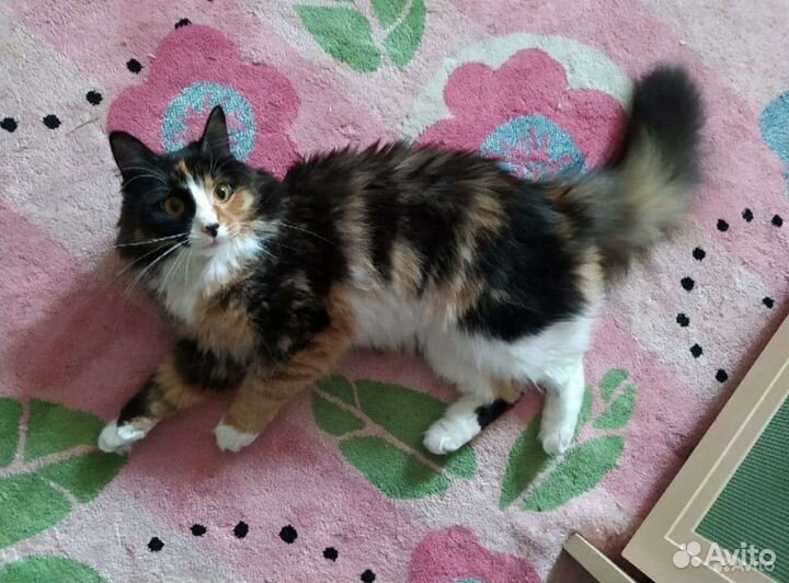 Матильду возвращают из за аллергии