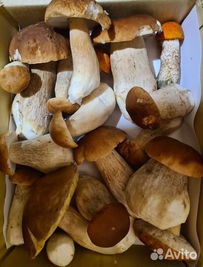 Белые грибы свежие