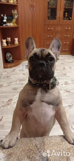 Французский бульдог