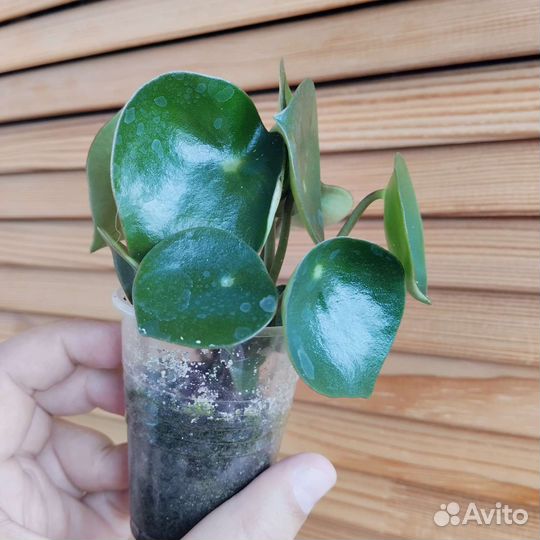 Пеперомия Райндроп