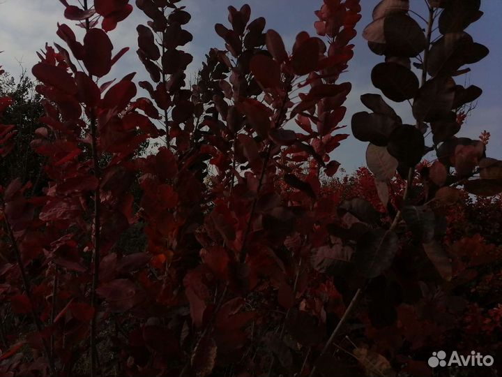 Саженцы скумпия