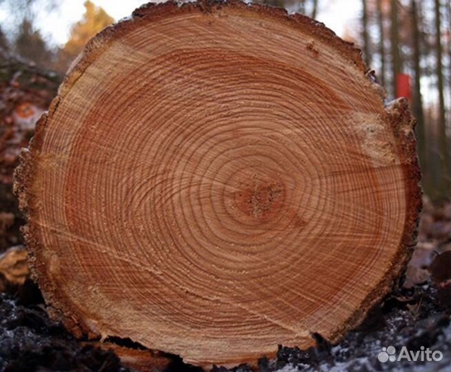 Бревна оптом лиственница