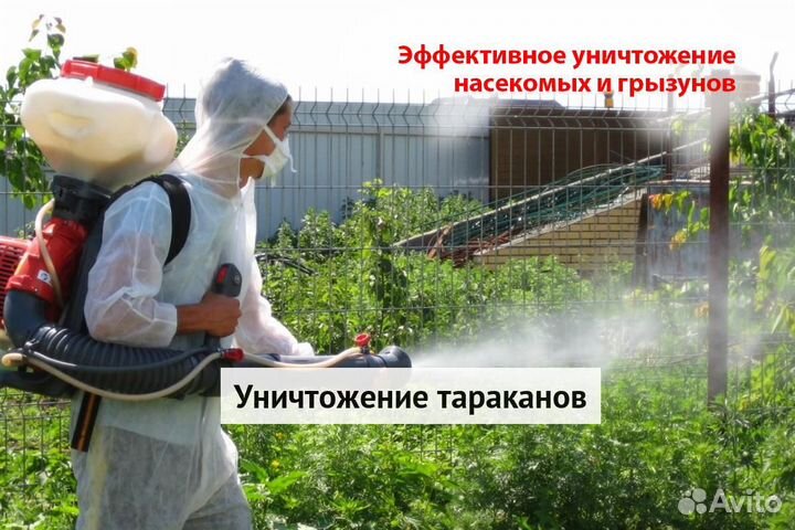 Уничтожение клопов тараканов грызунов блох клещей