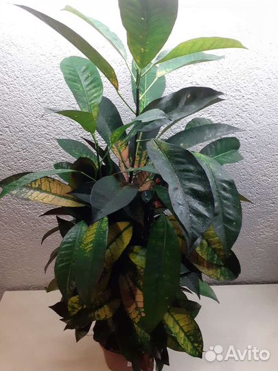 Кротон миссис айстон