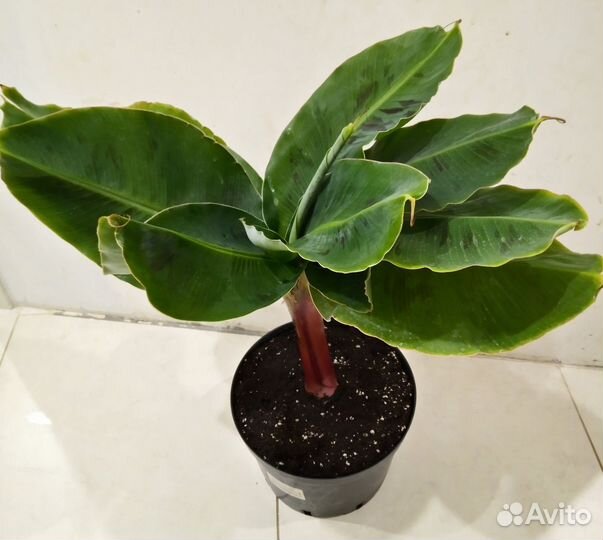 Банан Киевский карлик, Ананас Амиго