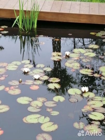 Нимфея (водная лилия)